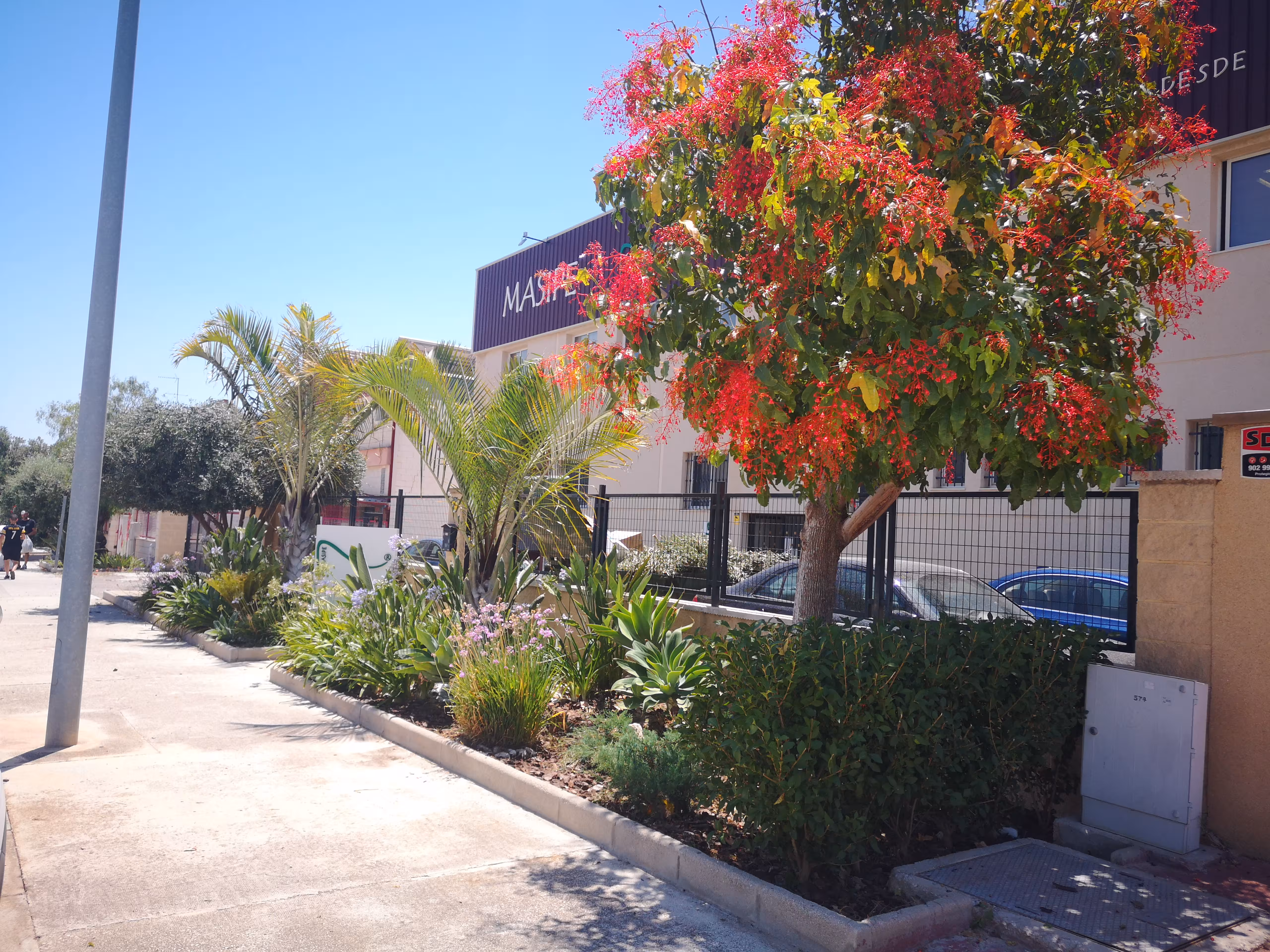 Poda profesional de árboles y setos en Guardamar