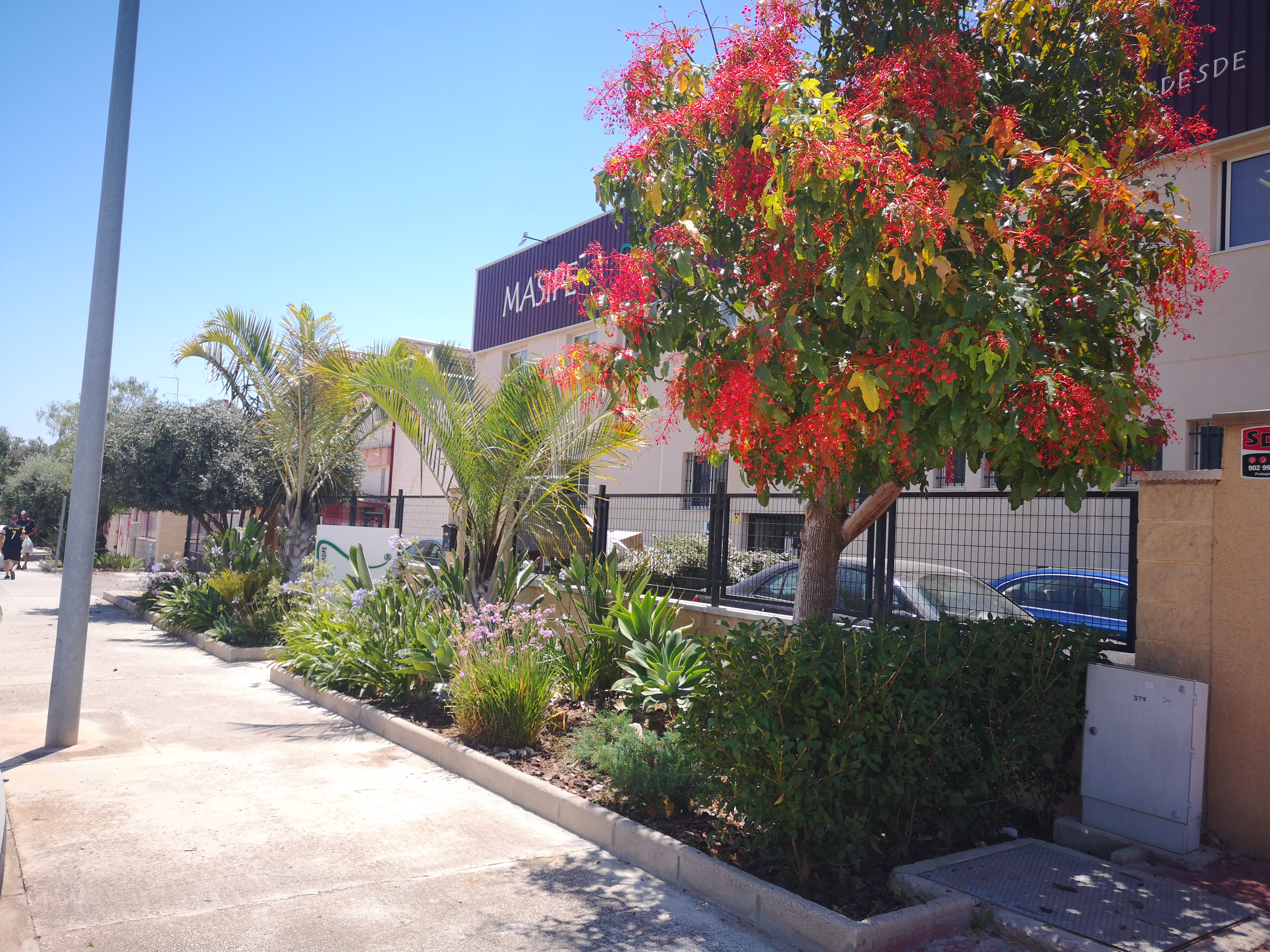 Diseño Jardín Mediterráneo - Proyecto de jardinería en Diseño