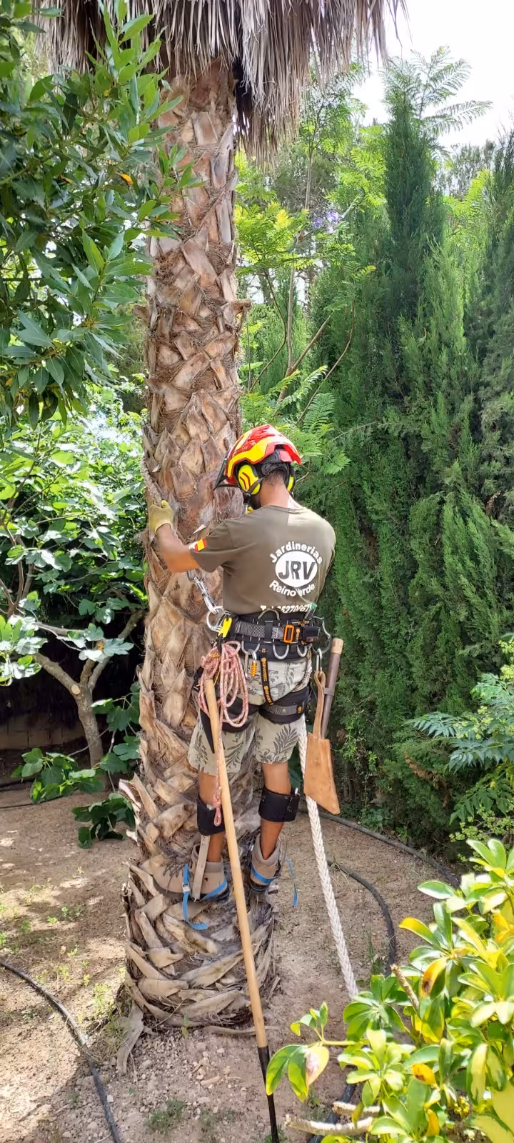 Poda de Palmeras en Guardamar - Proyecto de jardinería en Poda